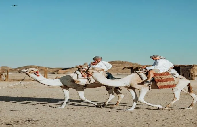 Guests riding camels through the desert