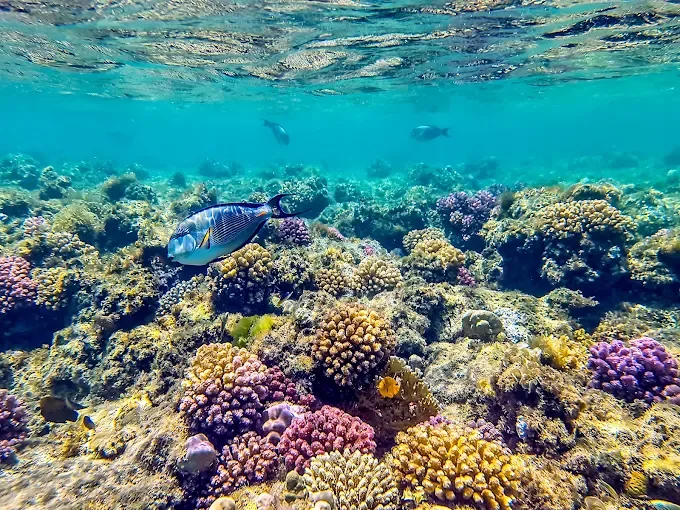 Coral reef near Abu Dabab