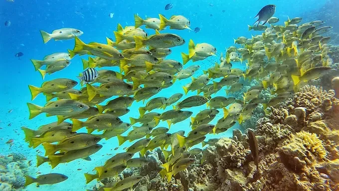 School of fish near Abu Dabab reef
