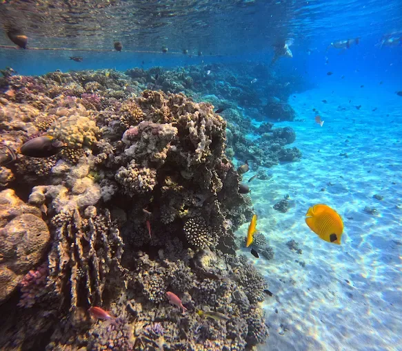Colorful coral and fish near Abu Dabab