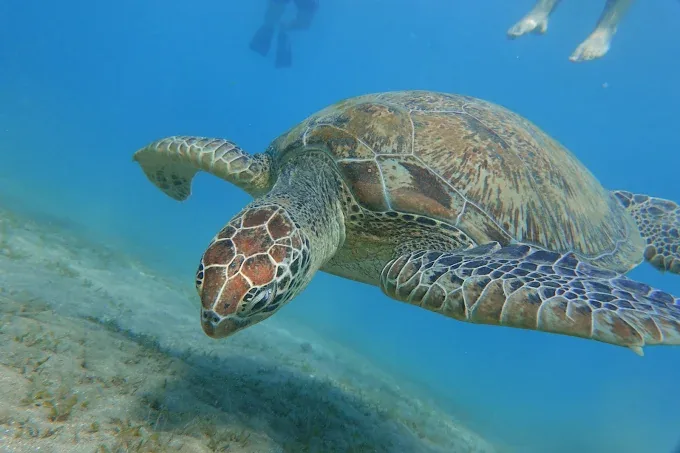 Sea turtle in the waters near Abu Dabab