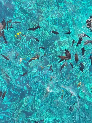 Clear Red Sea water and fish near Bianca Island