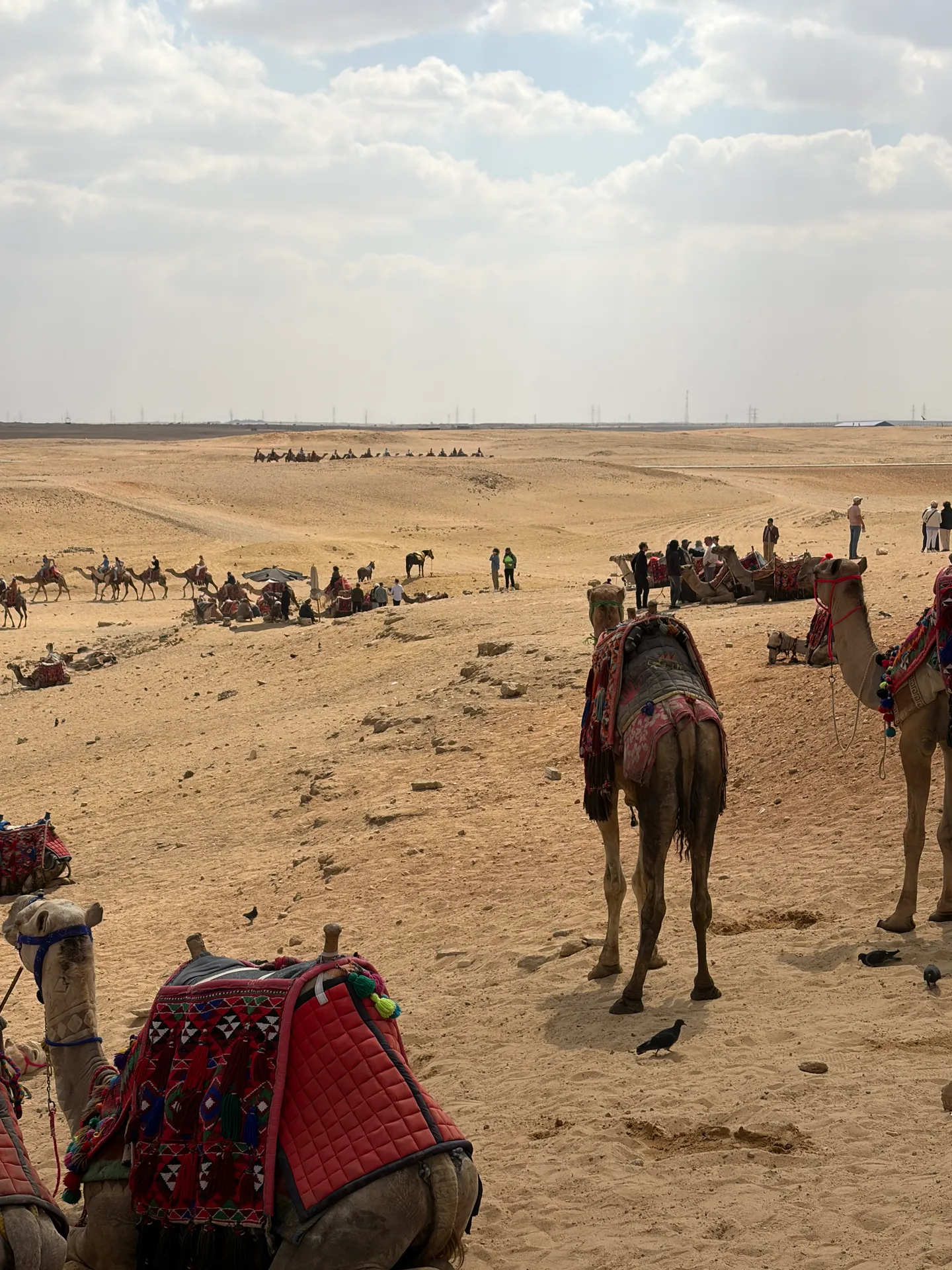 Camel beside the pyramids on the Giza plateau