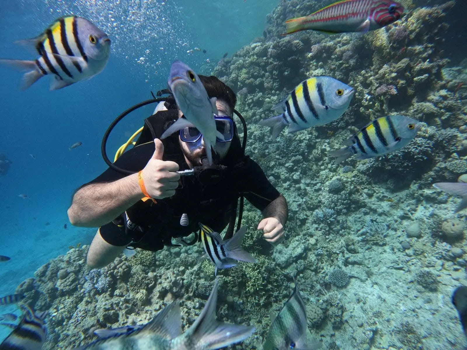 Certified diver exploring a coral reef with tropical fish