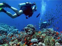 Professional diver swimming above a colourful Red Sea reef