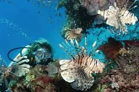 Certified diver beside lionfish and coral