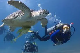 Certified diver swimming near a sea turtle