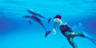 Swimmer alongside dolphins in clear blue water