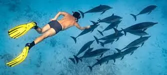 Snorkeler swimming above a large school of Red Sea fish