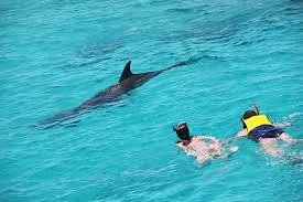Snorkelers swimming beside a wild dolphin in clear Red Sea water