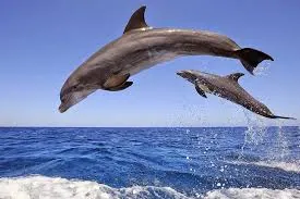 Two wild dolphins leaping above the Red Sea