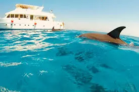 A wild dolphin swimming beside a Dolphin House tour boat