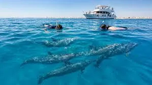 Snorkelers watching dolphins near a boat on the Dolphin House trip