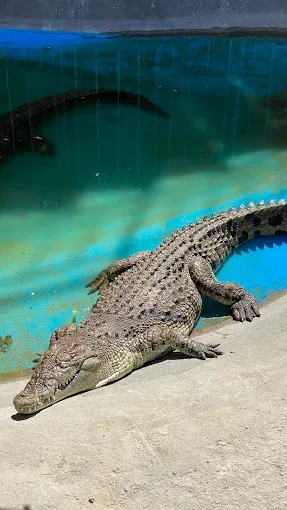 Crocodile habitat at Grand Aquarium
