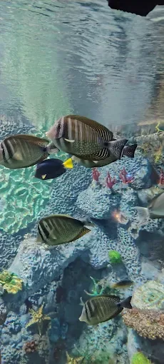 Tropical fish at Grand Aquarium