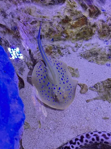 Spotted ray at Grand Aquarium