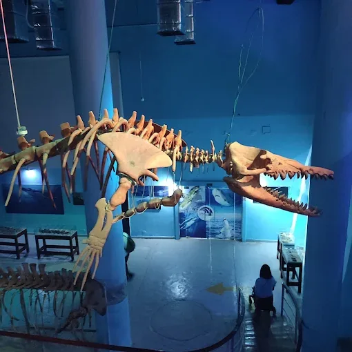 Marine-life skeleton display at Grand Aquarium