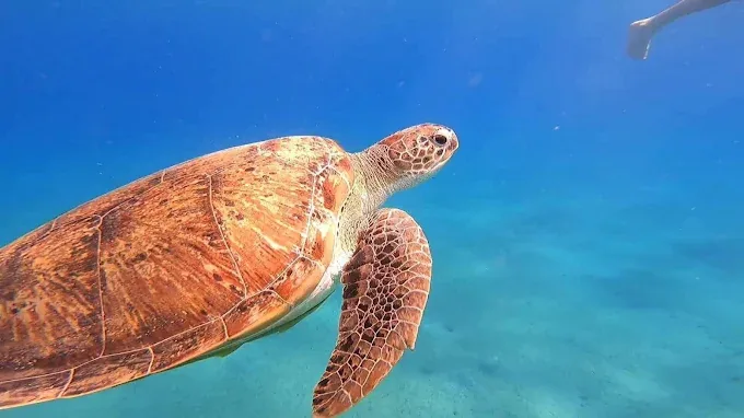 Sea turtle at Grand Aquarium