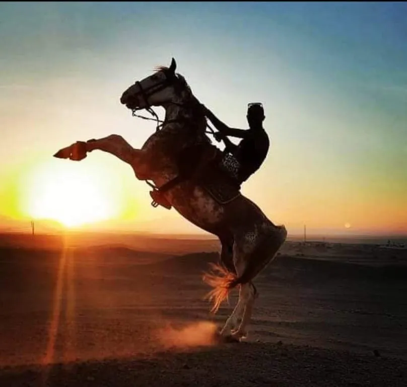 Horse rearing with its rider silhouetted at sunset
