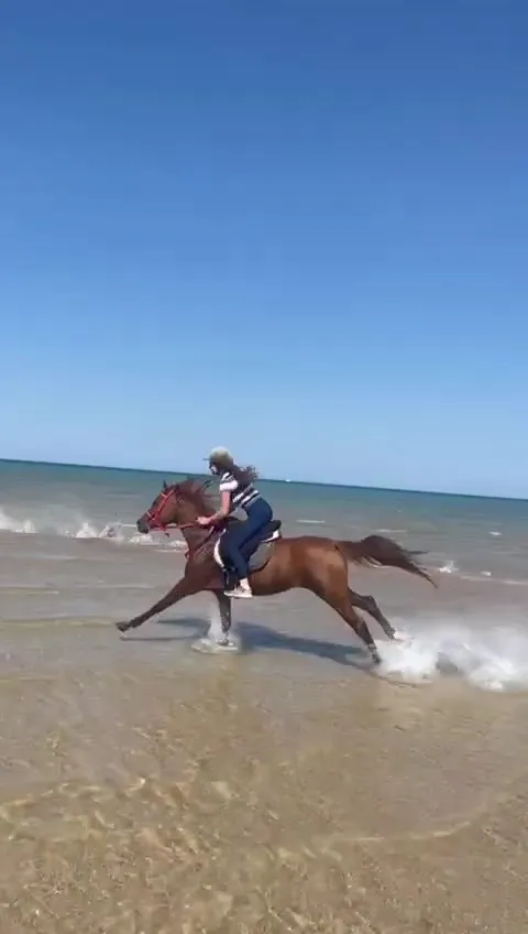 Horse and rider galloping through shallow water