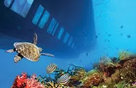 Sea turtle and reef fish beside the Royal Seascope underwater cabin