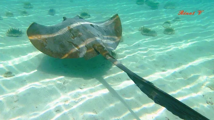 Ray in the clear water at Sharm El Naga