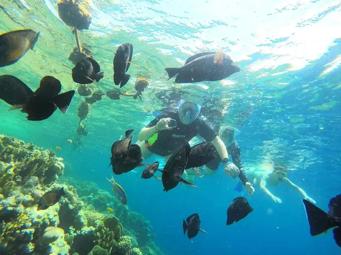 Coral reef and fish at Sharm El Naga