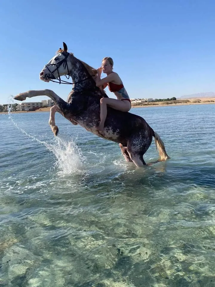 Horse and rider splashing through shallow Red Sea water