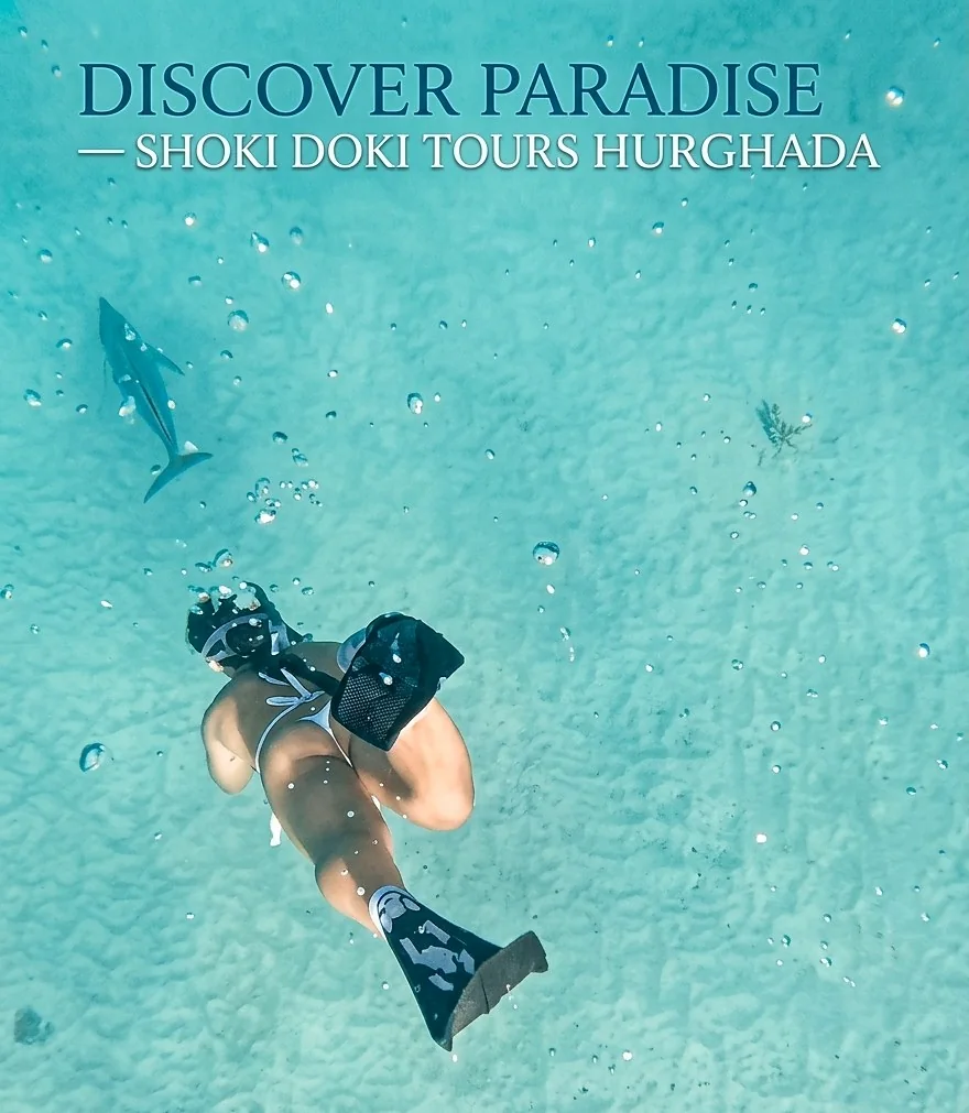 Dolphin with Diving - ShokiDoki Tours Hurghada