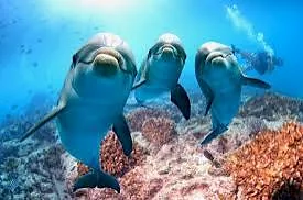 Dolphin House - ShokiDoki Tours Hurghada